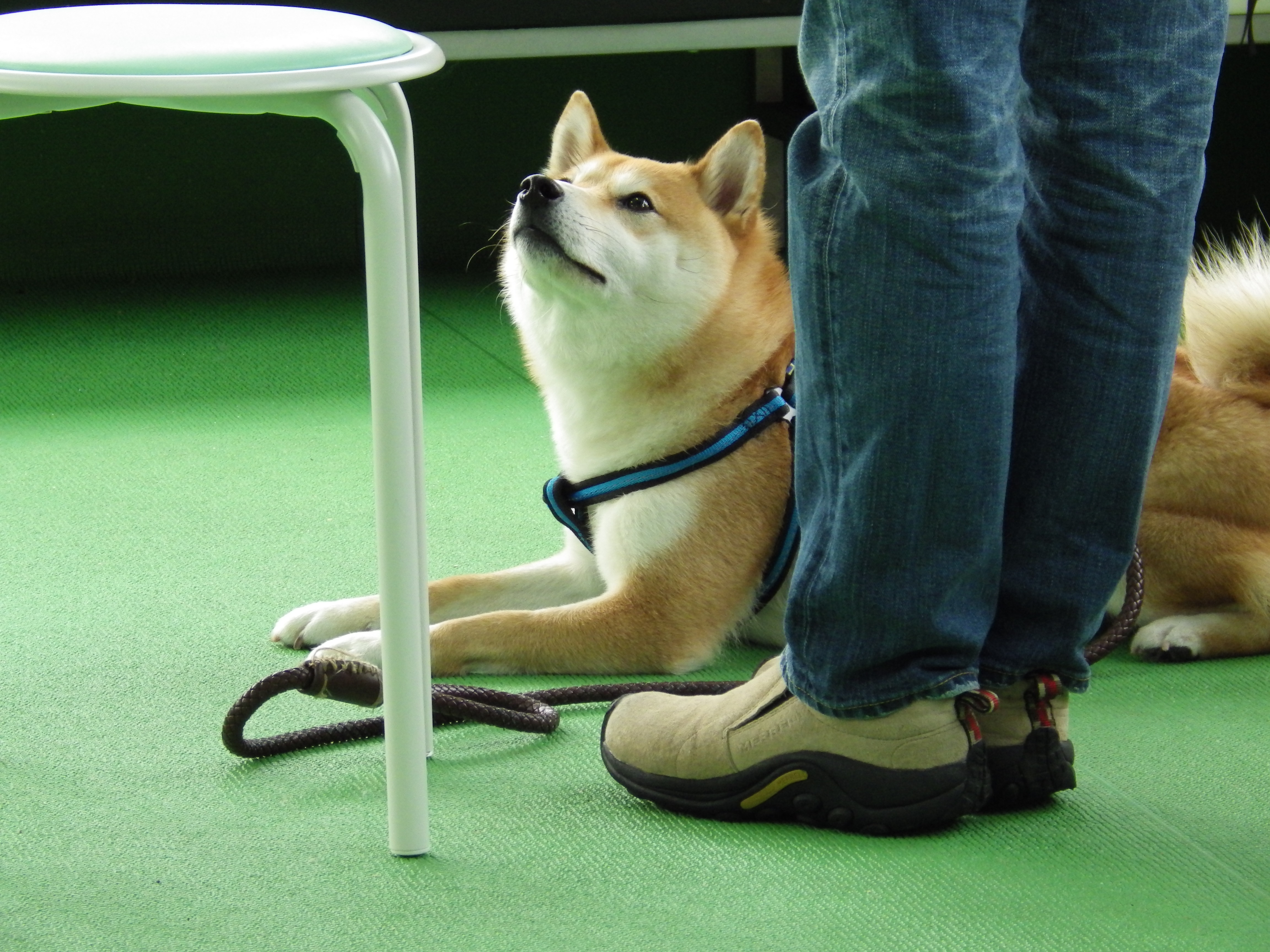 海外犬服 高品質なインポートのドッグウェア通販 \, image size:4608x3456